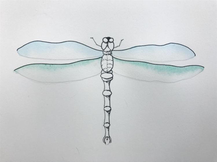 Рисуем красивую стрекозу акварелью - шаг 6