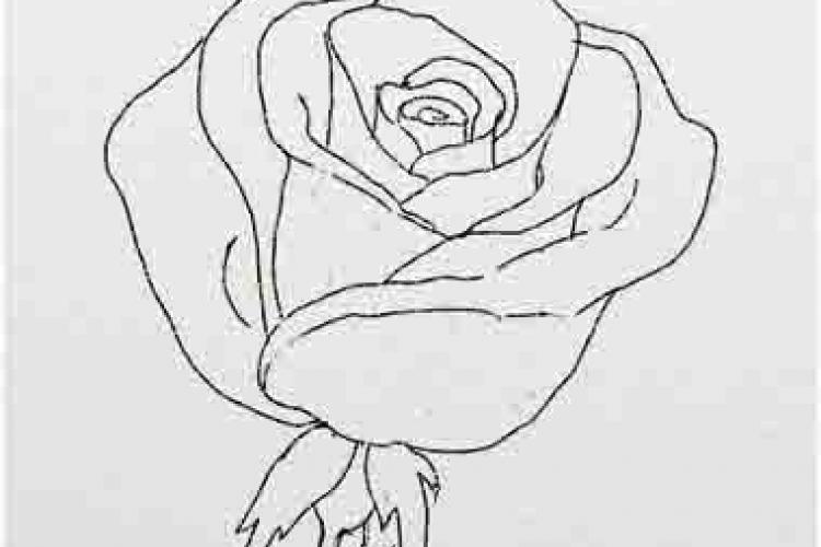 Как нарисовать розу и не заблудиться в лабиринте лепестков