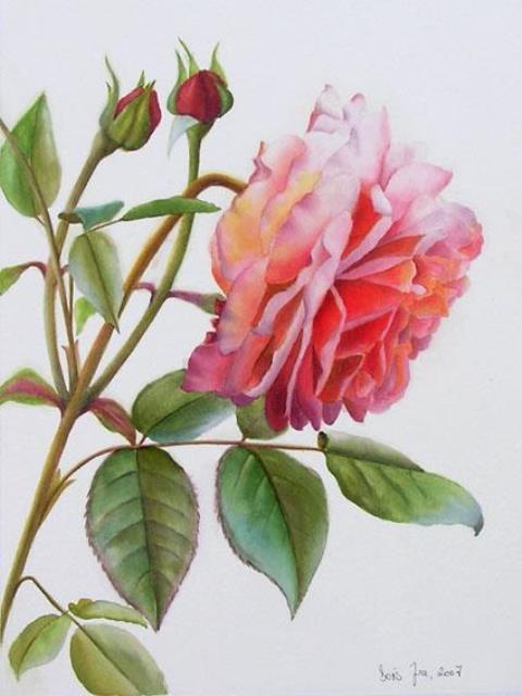 роза акварелью
