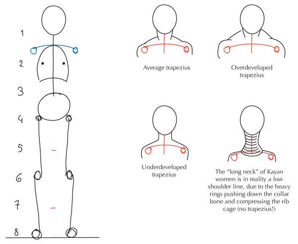 Рисуем схему человеческого тела - плечи