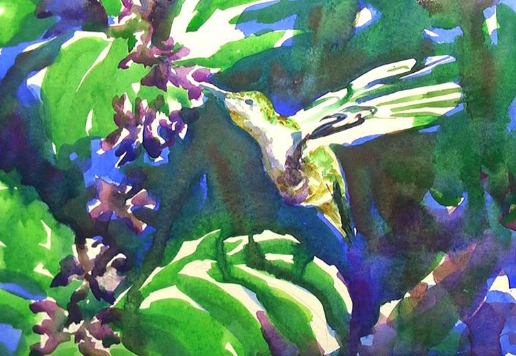 колибри акварелью