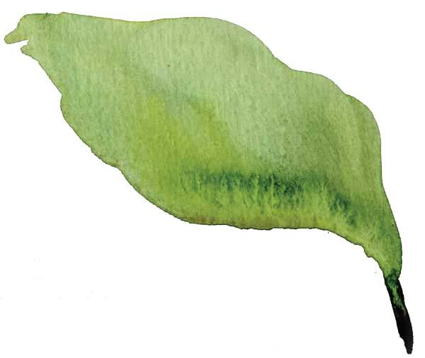 учимся рисовать листья акварелью - шаг 1