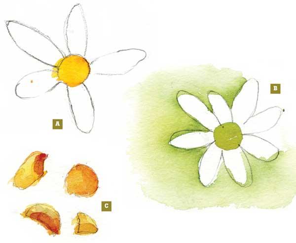 рисуем цветы акварелью - шаг 1