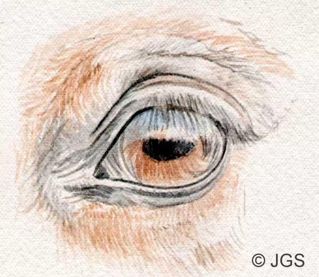 Рисуем глаз лошади цветными карандашами - шаг 2