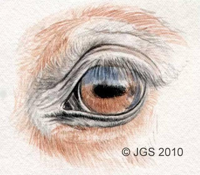 Рисуем глаз лошади цветными карандашами - шаг 3