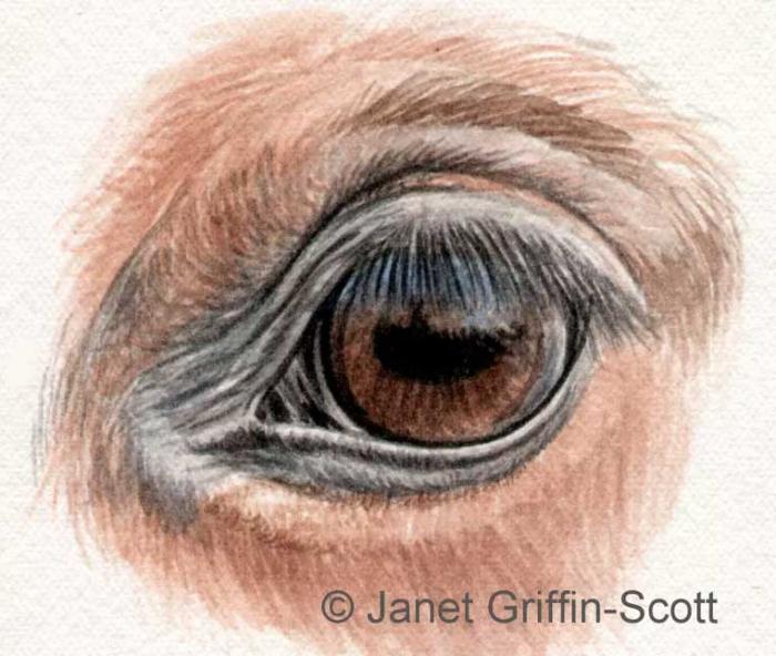 Рисуем глаз лошади цветными карандашами - шаг 4