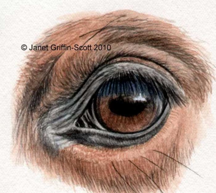 Рисуем глаз лошади цветными карандашами - шаг 5