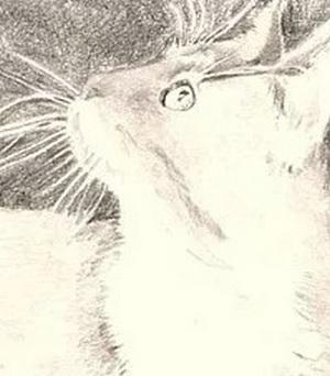Рисуем кошку простым карандашом - шаг 3