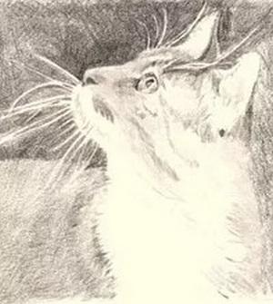 Рисуем кошку простым карандашом - шаг 4