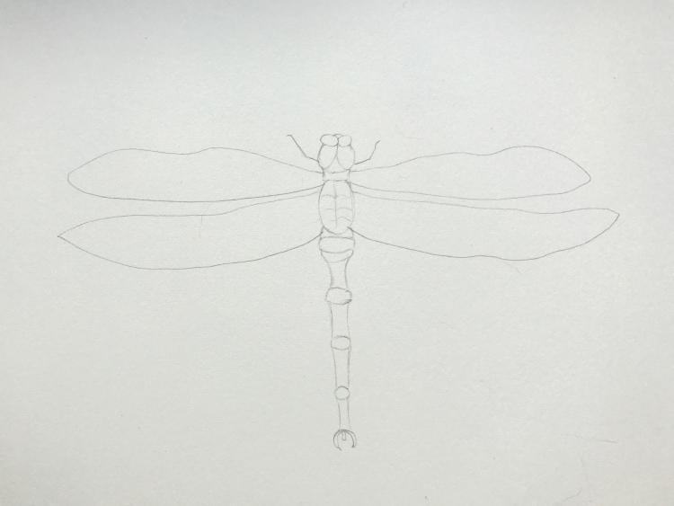 Рисуем красивую стрекозу акварелью - шаг 1