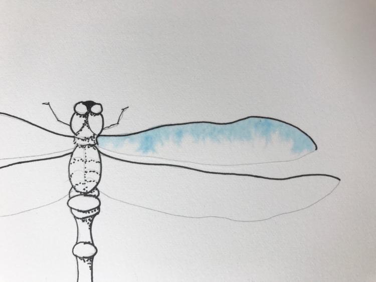 Рисуем красивую стрекозу акварелью - шаг 4