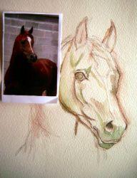Рисуем лошадь акварелью - шаг 1