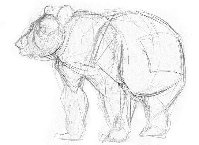 Рисуем медведя - шаг 1
