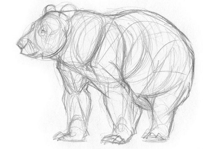 Рисуем медведя - шаг 2