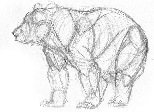Рисуем медведя - шаг 3