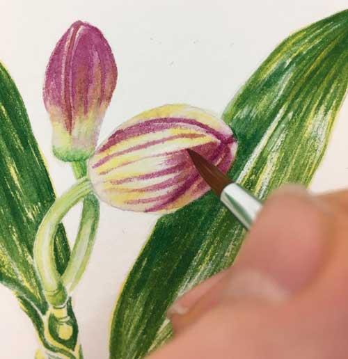 Рисуем орхидею акварелью - шаг 5