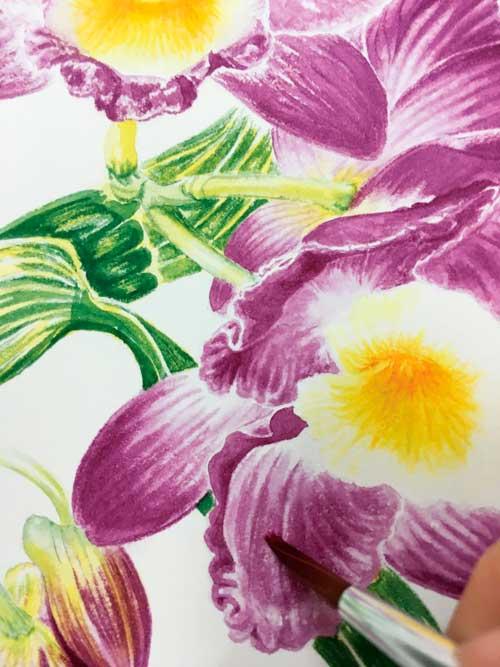 Рисуем орхидею акварелью - шаг 6