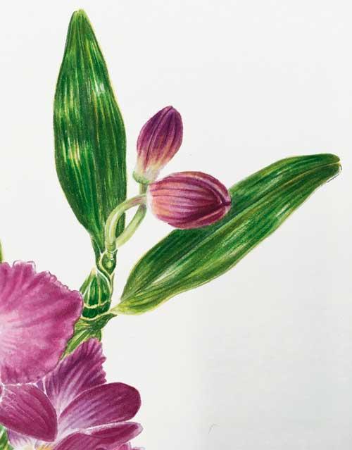Рисуем орхидею акварелью - шаг 8