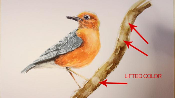 как нарисовать птицу акварелью, шаг 10