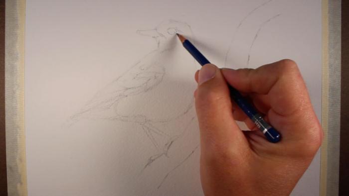 как нарисовать птицу акварелью, шаг 1