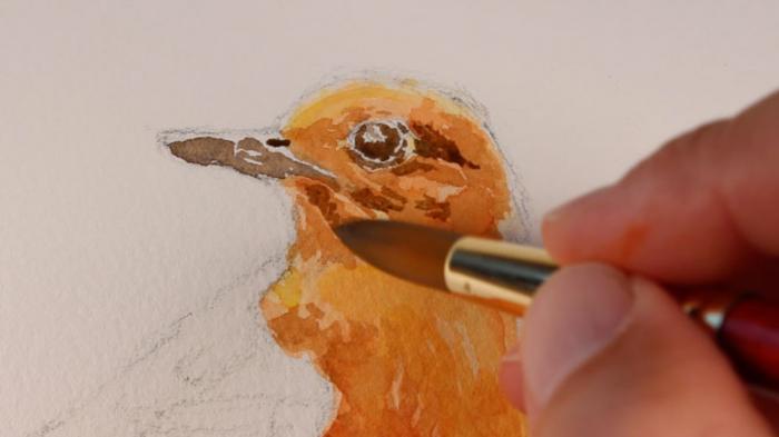как нарисовать птицу акварелью, шаг 4