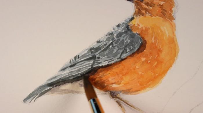 как нарисовать птицу акварелью, шаг 7