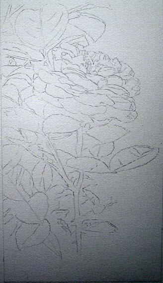 Рисуем розу "Хайди Клум" акварелью - шаг 1