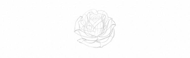 Как нарисовать розу карандашом - шаг 19
