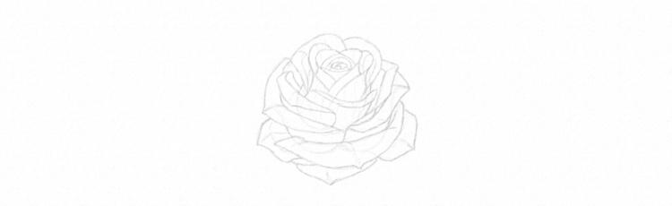 Как нарисовать розу карандашом - шаг 21