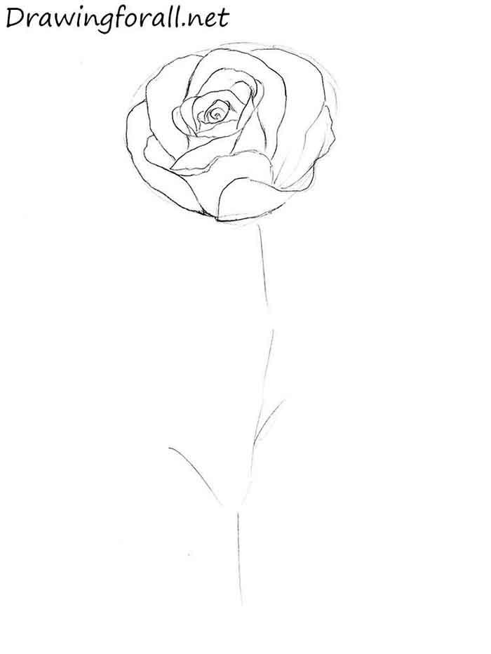 Как легко нарисовать розу за 10 шагов - шаг 7