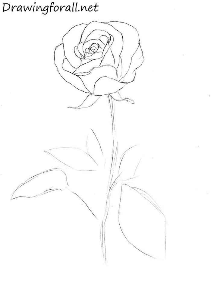 Как легко нарисовать розу за 10 шагов - шаг 8