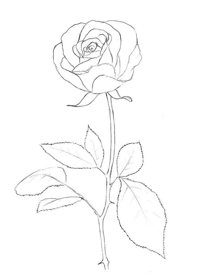 рисунок розы