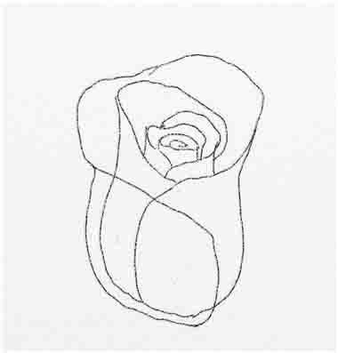 Как нарисовать розу - шаг 10