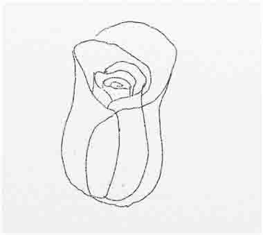 Как нарисовать розу - шаг 8