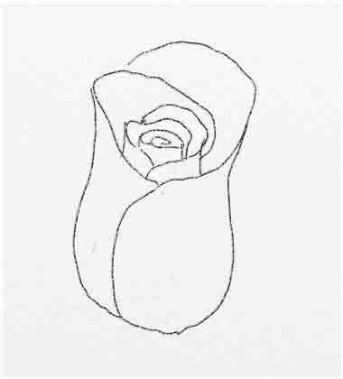 Как нарисовать розу - шаг 9