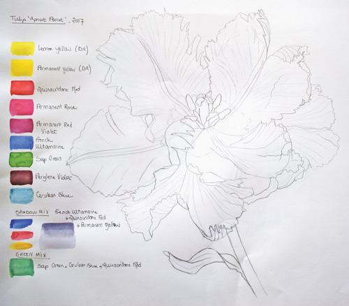 Рисуем тюльпан акварелью - шаг 1