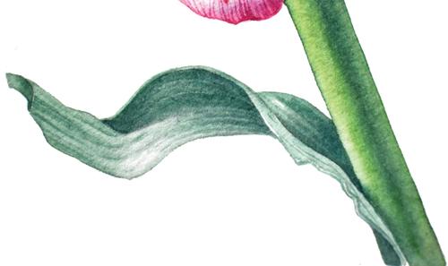 Рисуем тюльпан акварелью - шаг 8