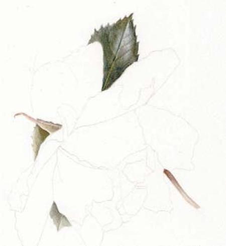 Рисуем белые цветы на белом фоне акварелью - шаг 2 и 3