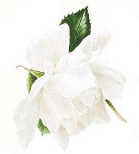 Рисуем белые цветы на белом фоне акварелью - шаг 4