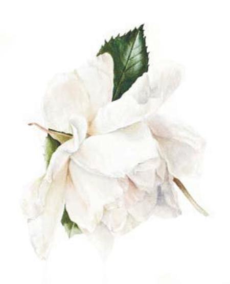Рисуем белые цветы на белом фоне акварелью - шаг 5