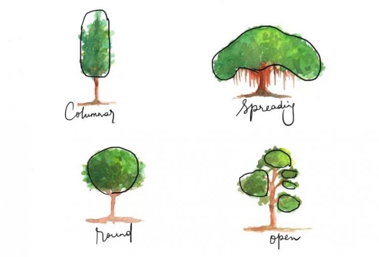как рисовать деревья акварелью пошагово
