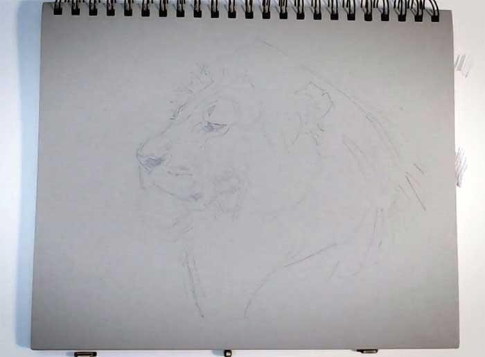 Рисование льва