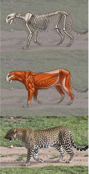 Рисование гепарда