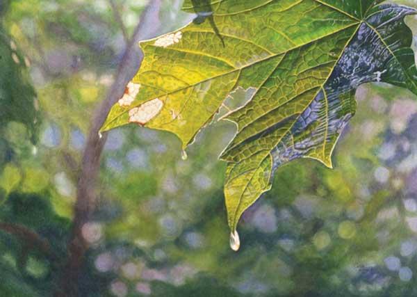 «Летний дождь», Кэти Хиллегас, бумага Arches холодной штамповки, прозрачная акварель
