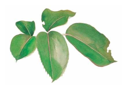 рисуем листья акварелью - шаг 2