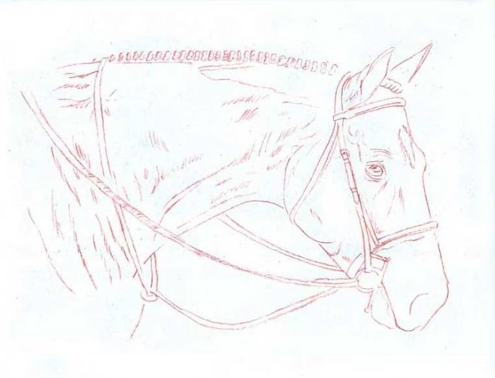 Рисуем голову лошади цветными карандашами - шаг 2