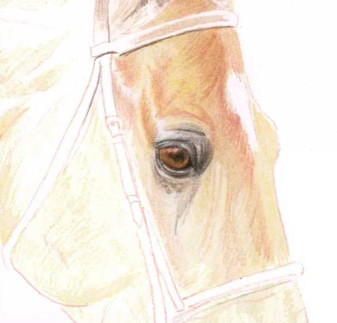 Рисуем голову лошади цветными карандашами - шаг 4