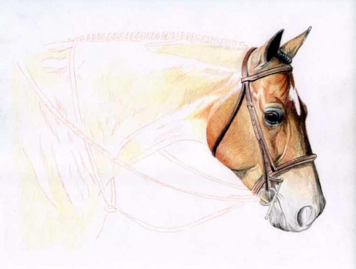 Рисуем голову лошади цветными карандашами - шаг 5