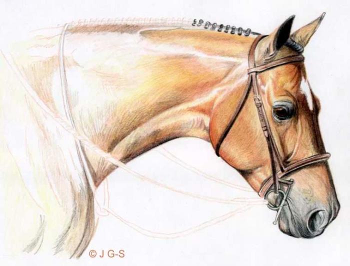Рисуем голову лошади цветными карандашами - шаг 6