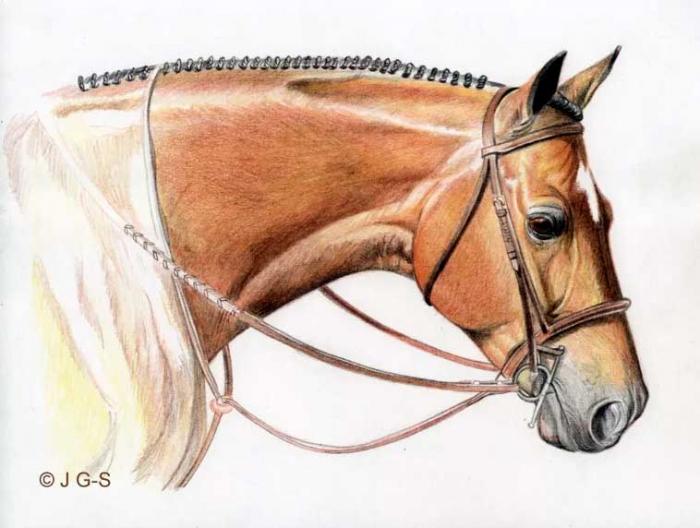 Рисуем голову лошади цветными карандашами - шаг 7